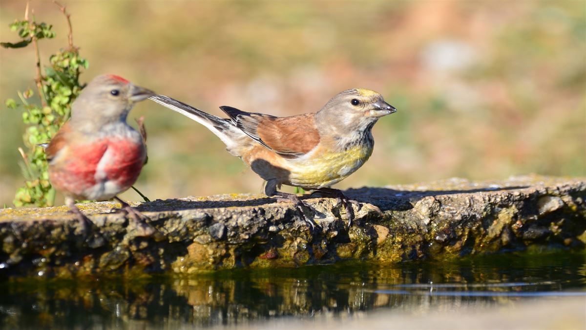 Common Linnet