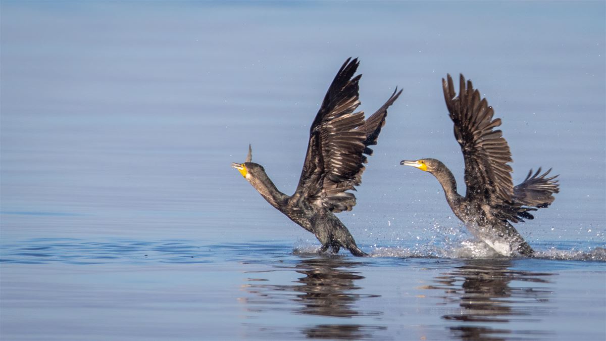 Great Cormorant