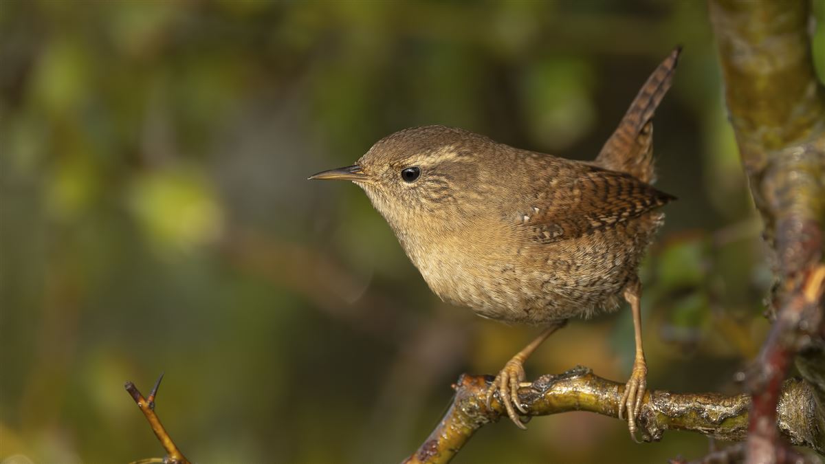 Eurasian Wren