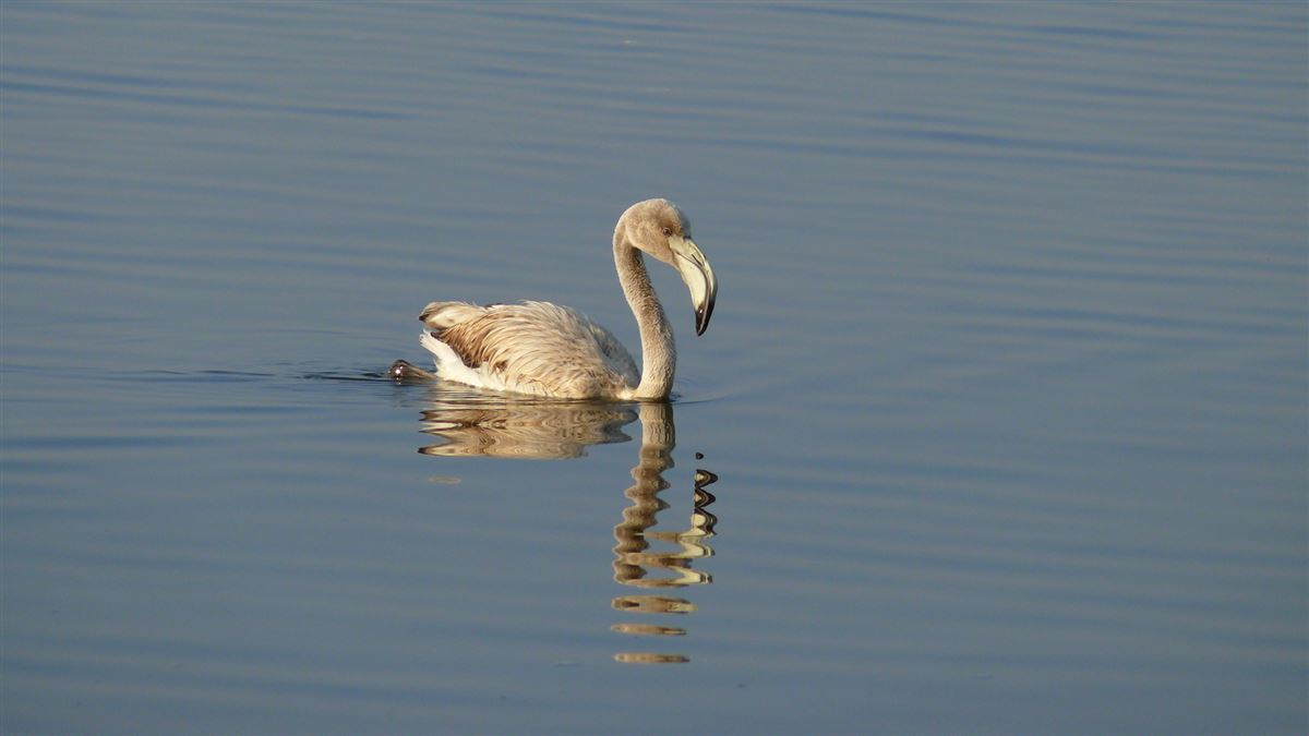 Greater Flamingo
