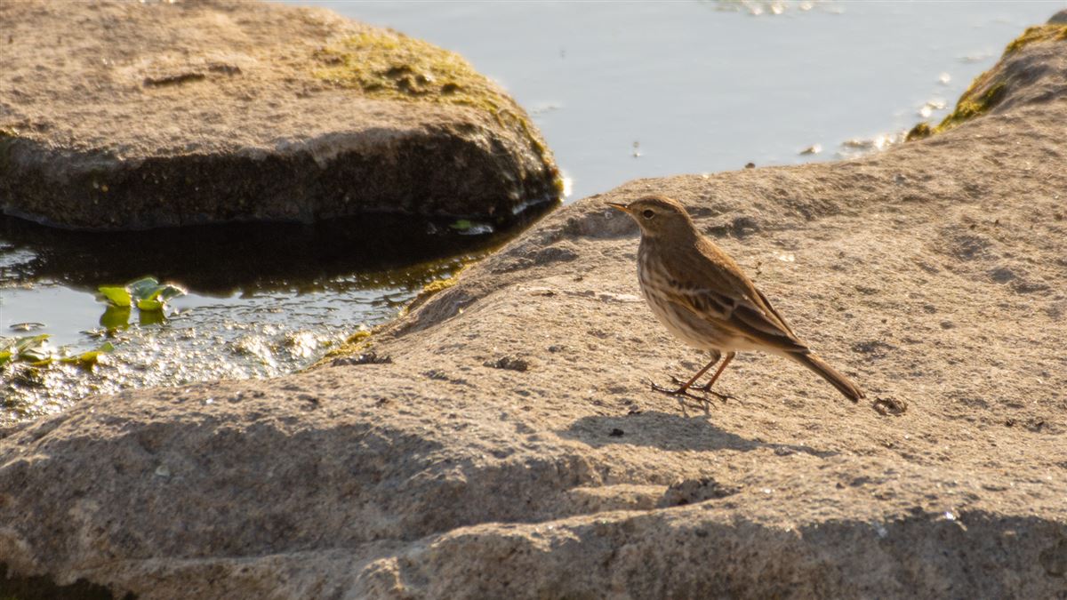 Water Pipit