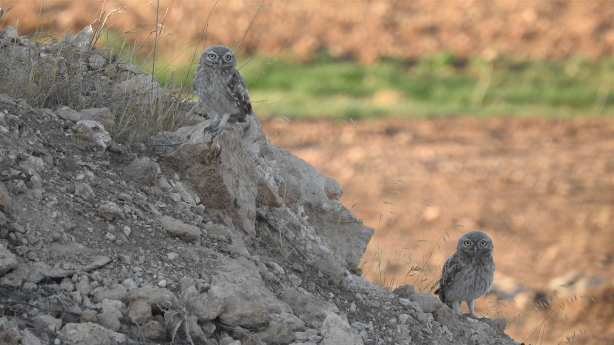 Little Owl