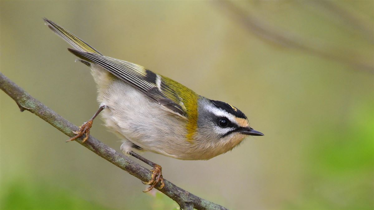 Common Firecrest