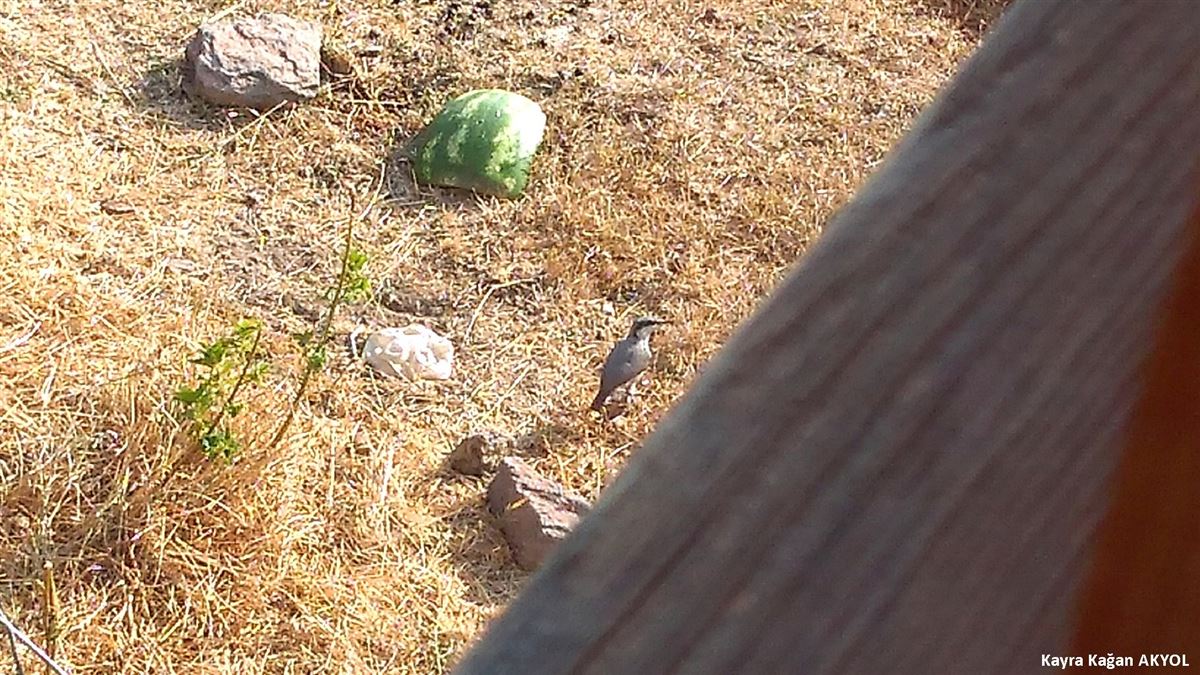 Western Rock Nuthatch
