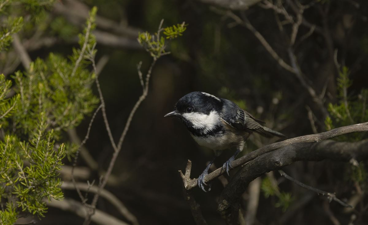 Coal Tit