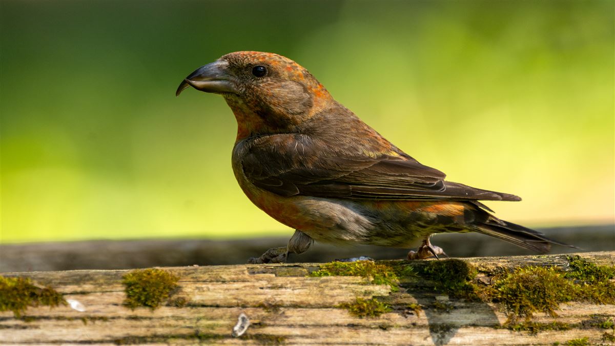 Red Crossbill