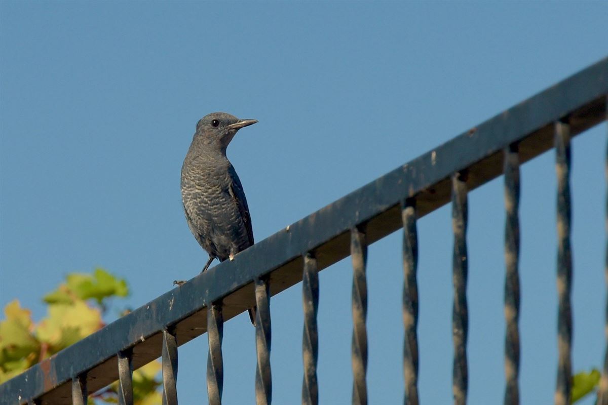 Blue Rock Thrush