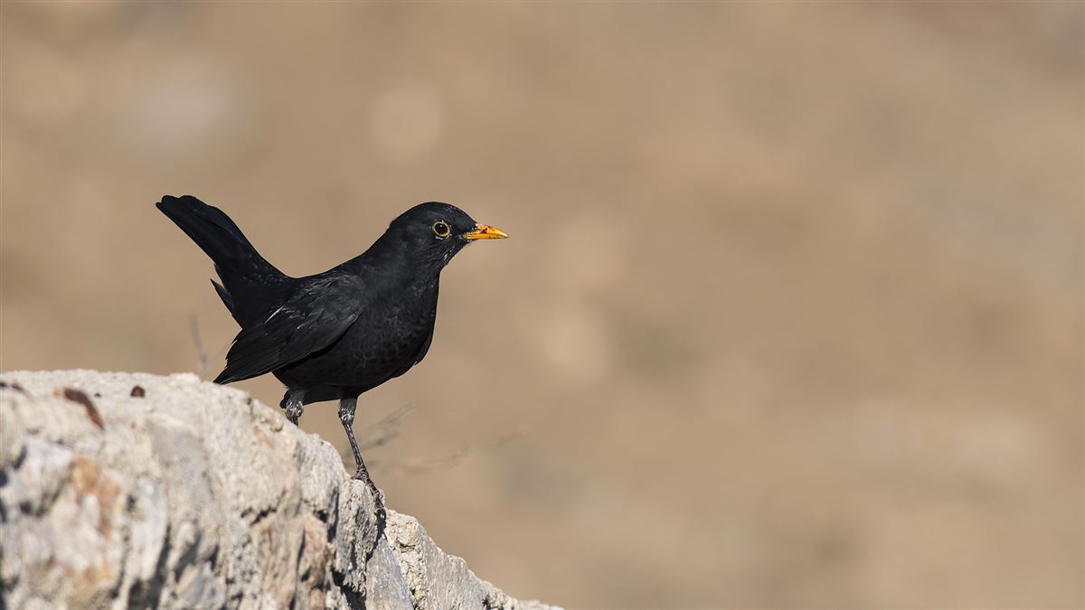 Common Blackbird