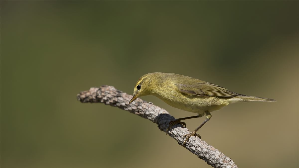 Willow Warbler
