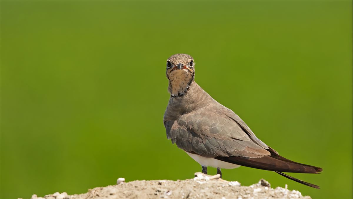 Collared Pratincole