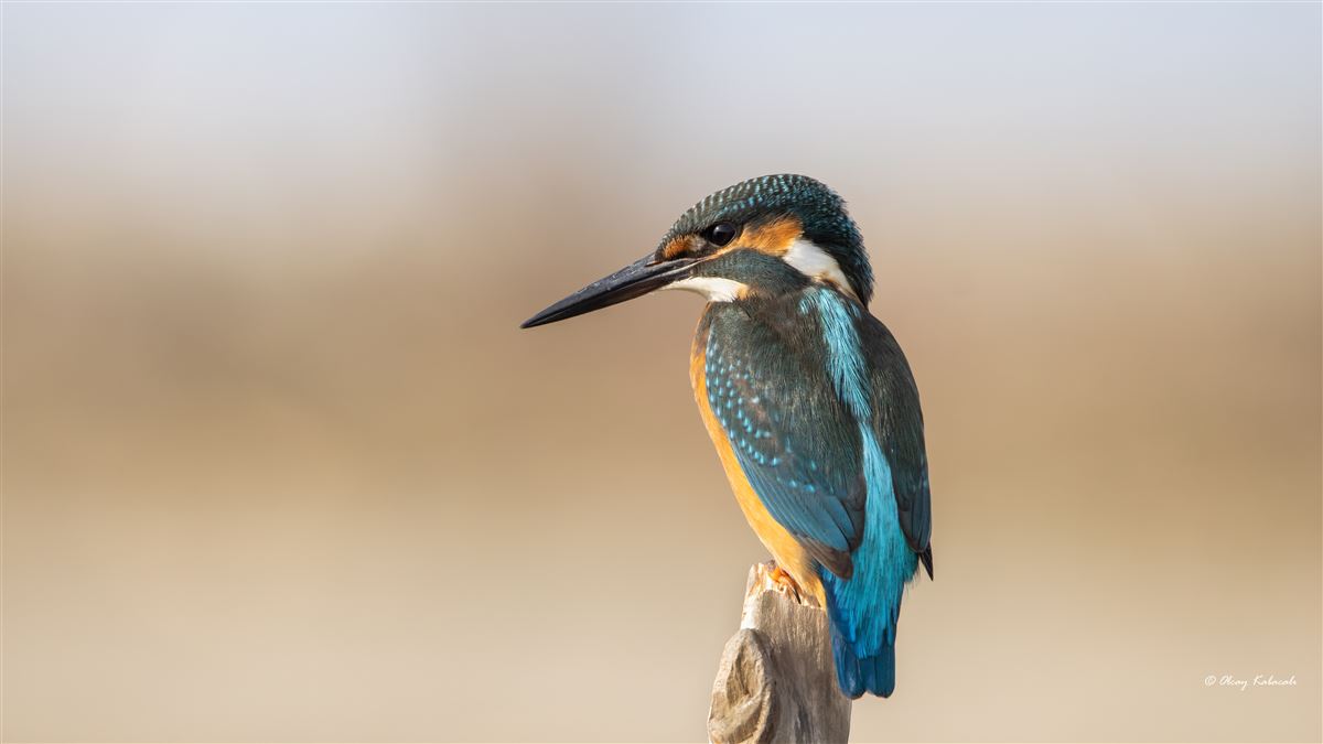 Common Kingfisher