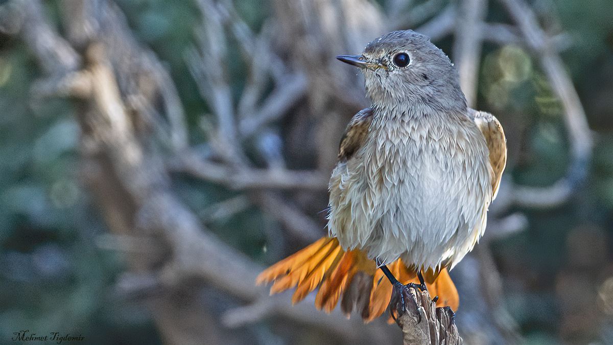 Black Redstart