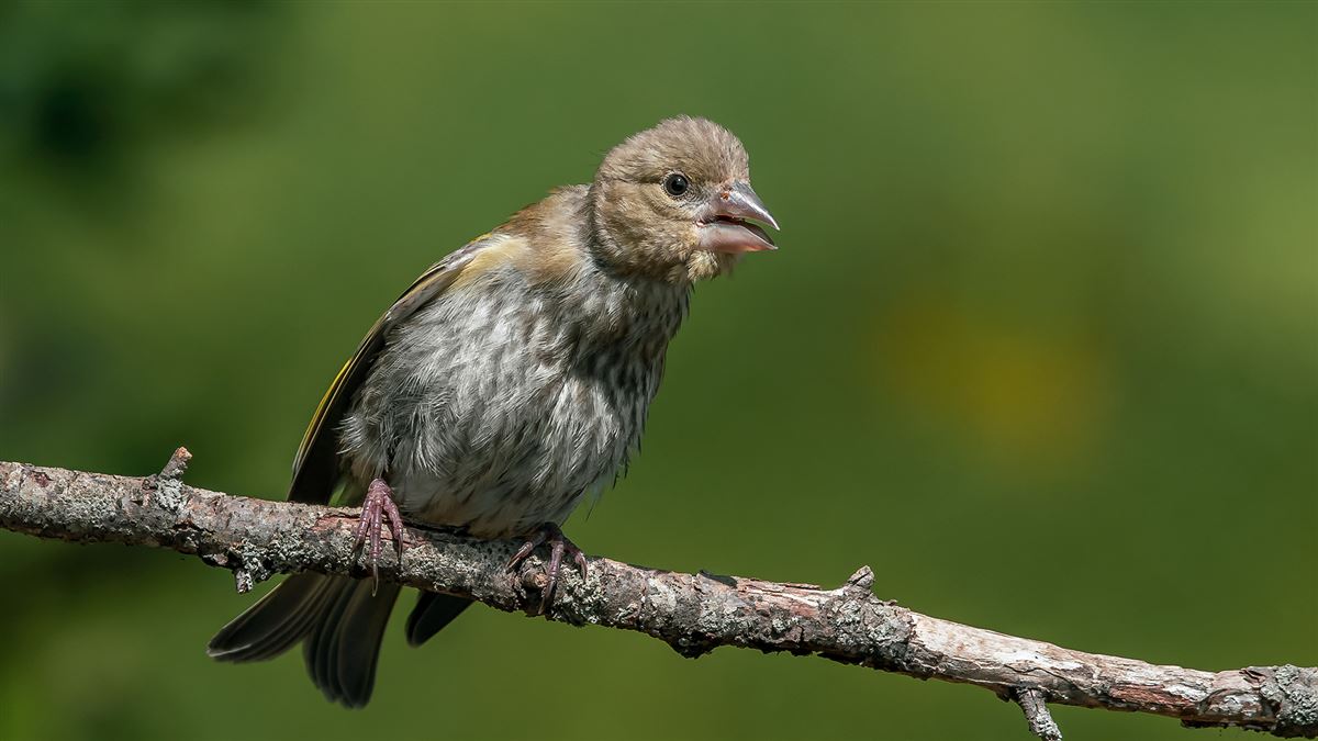 European Greenfinch