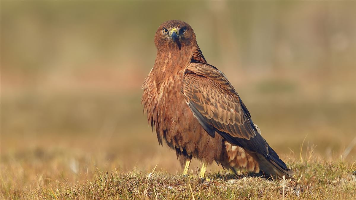 Long-legged Buzzard
