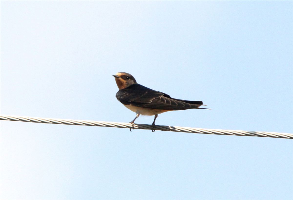 Barn Swallow