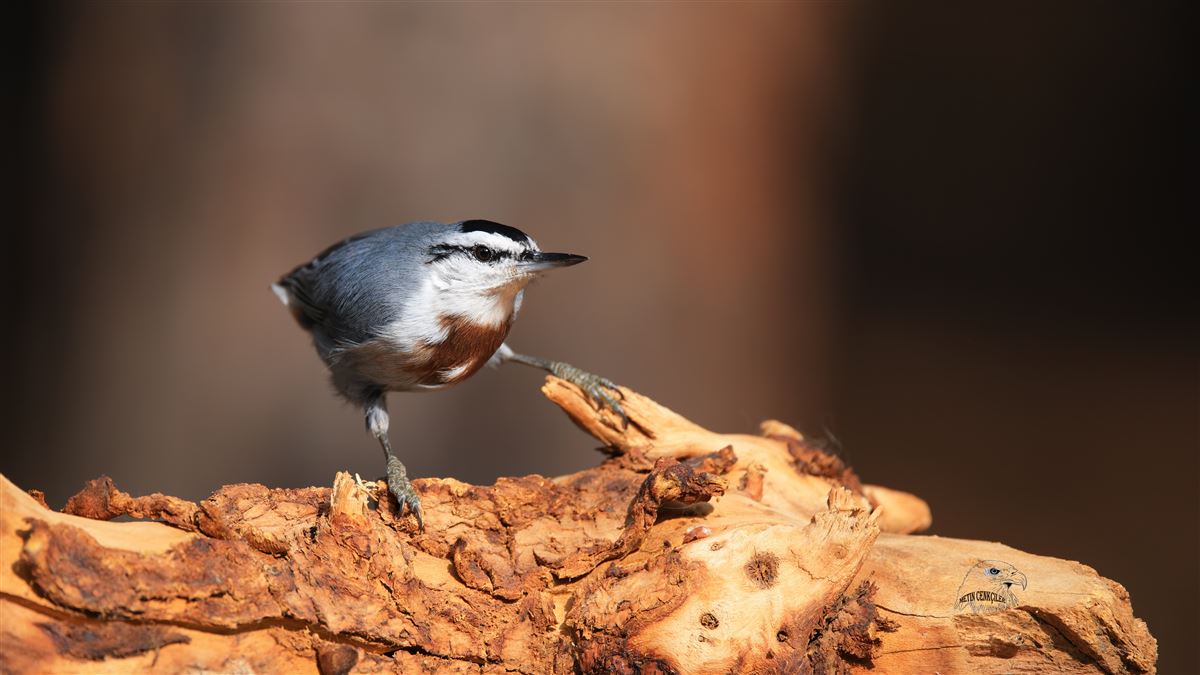 Krüper`s Nuthatch