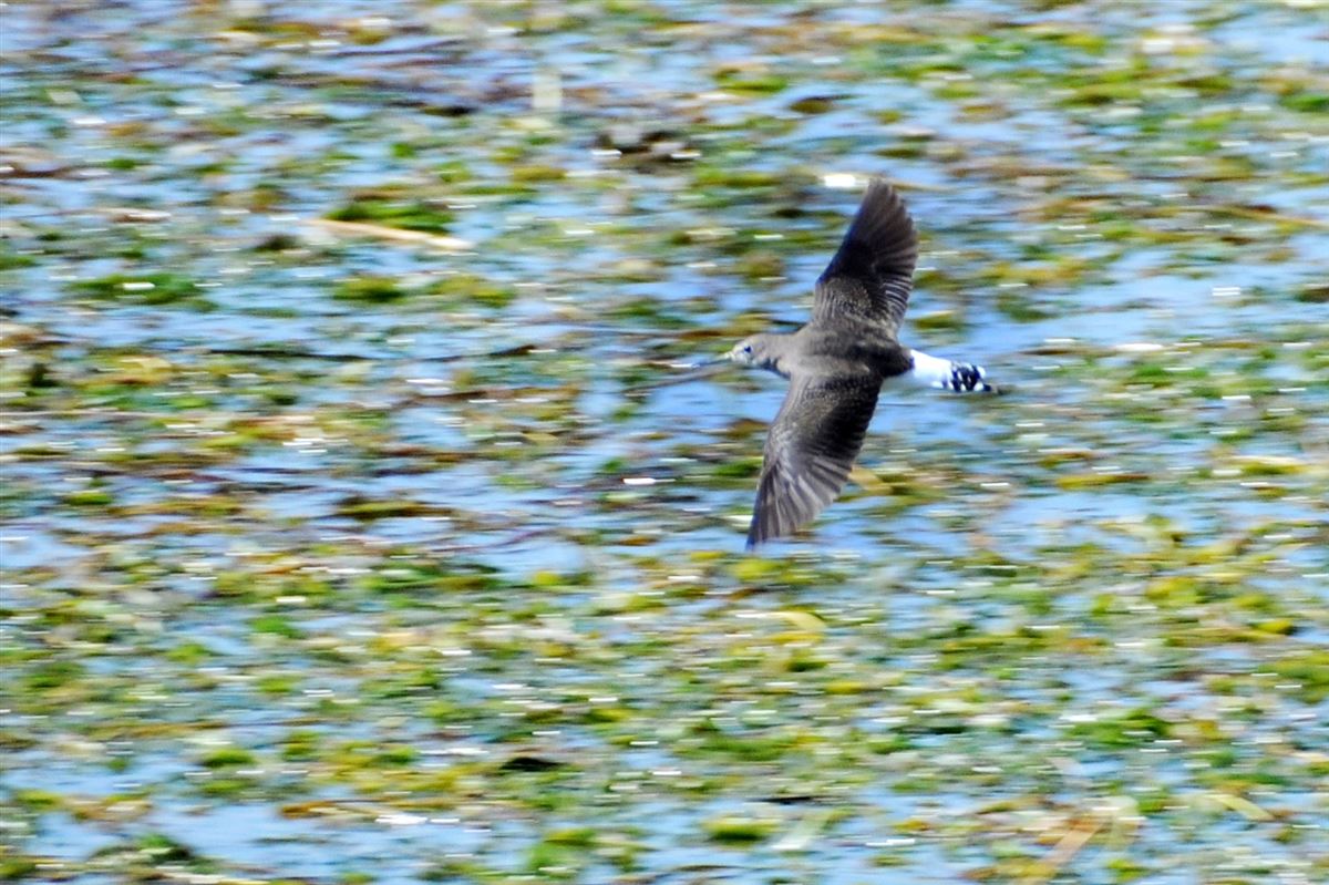 Green Sandpiper
