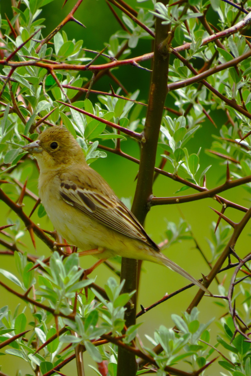 Black-headed Bunting