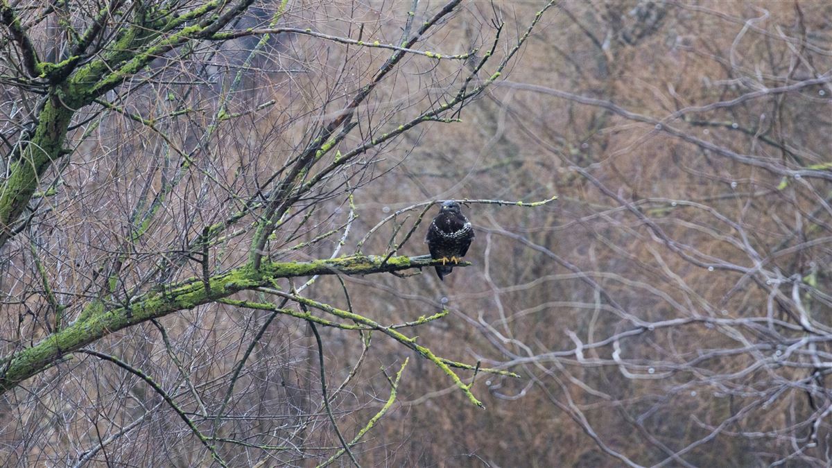 Common Buzzard