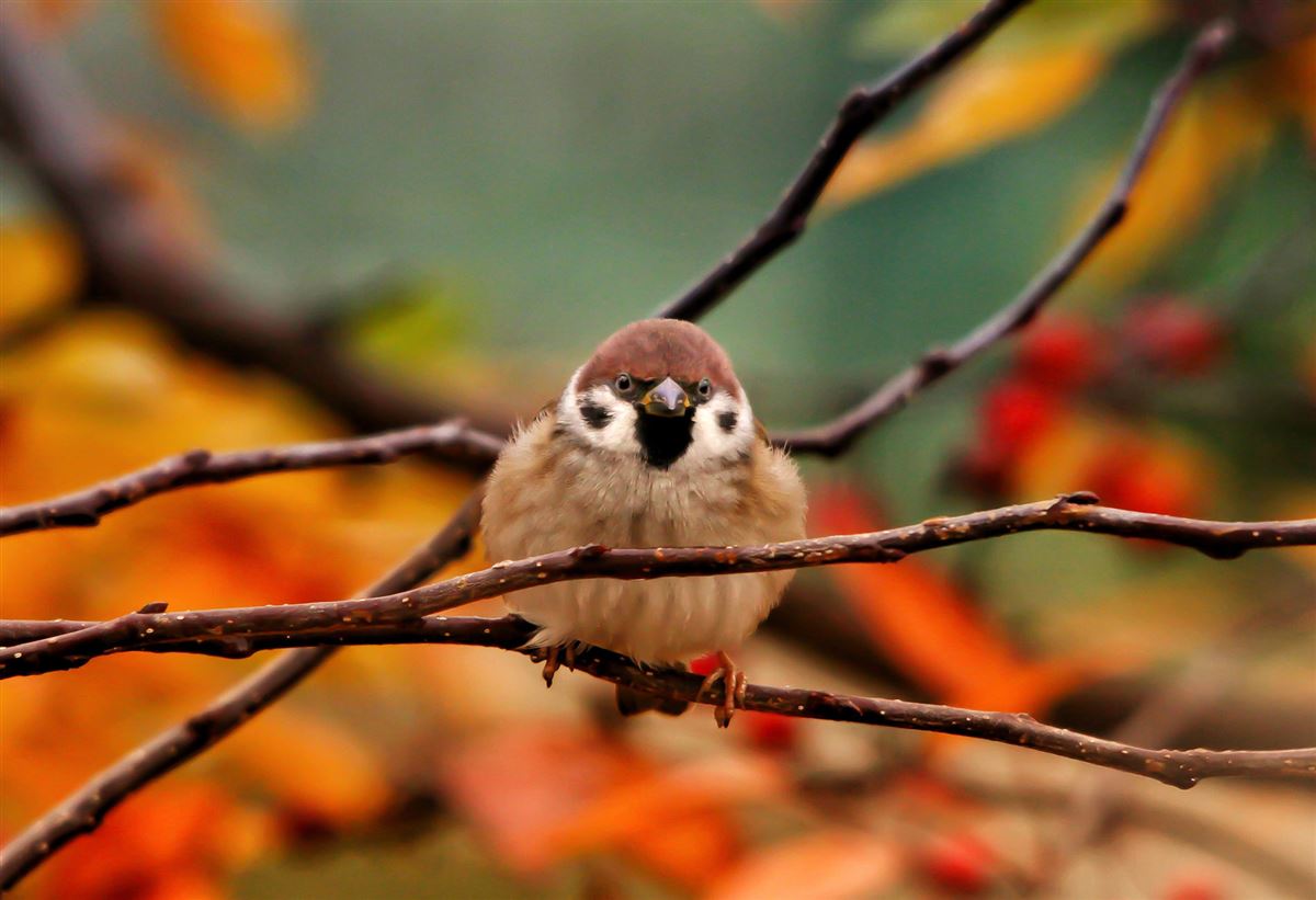 Eurasian Tree Sparrow