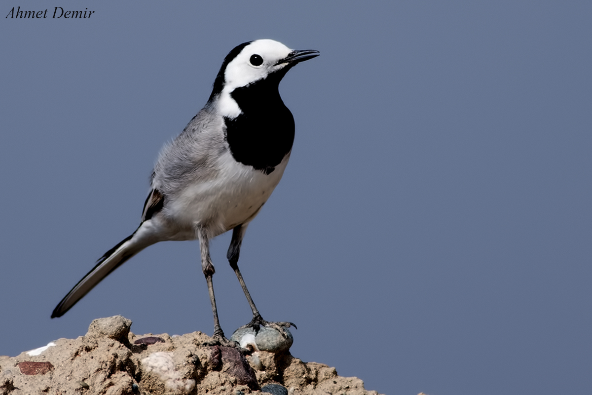 White Wagtail