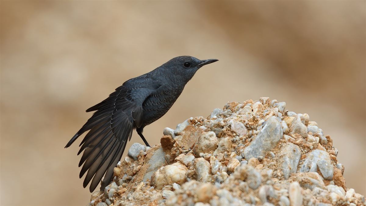 Blue Rock Thrush