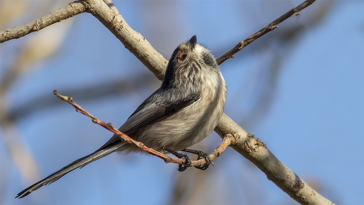 Long-tailed Tit