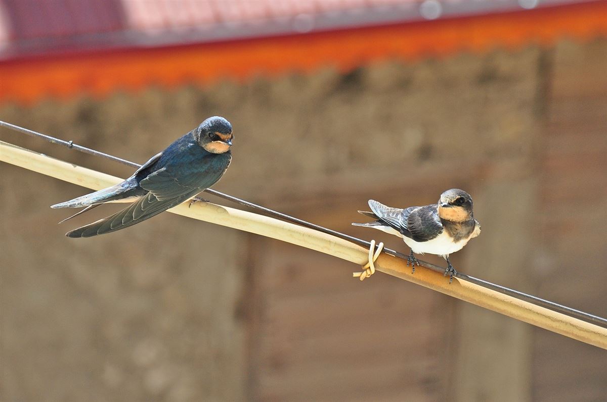 Barn Swallow