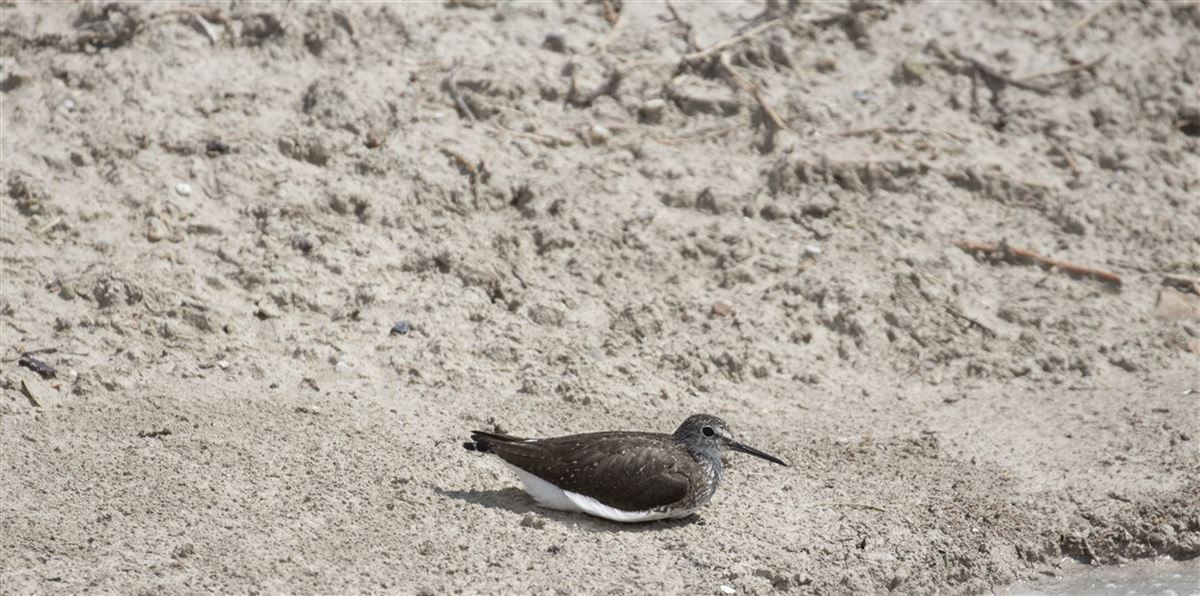 Green Sandpiper