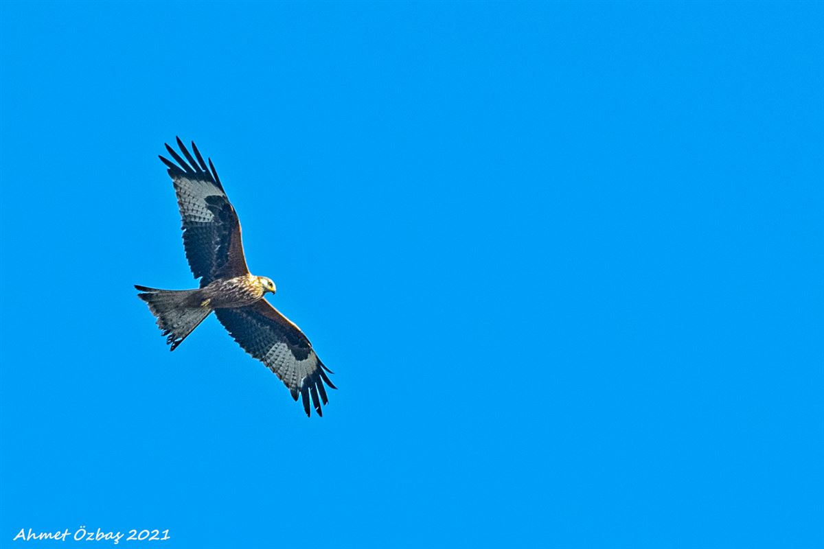 Red Kite