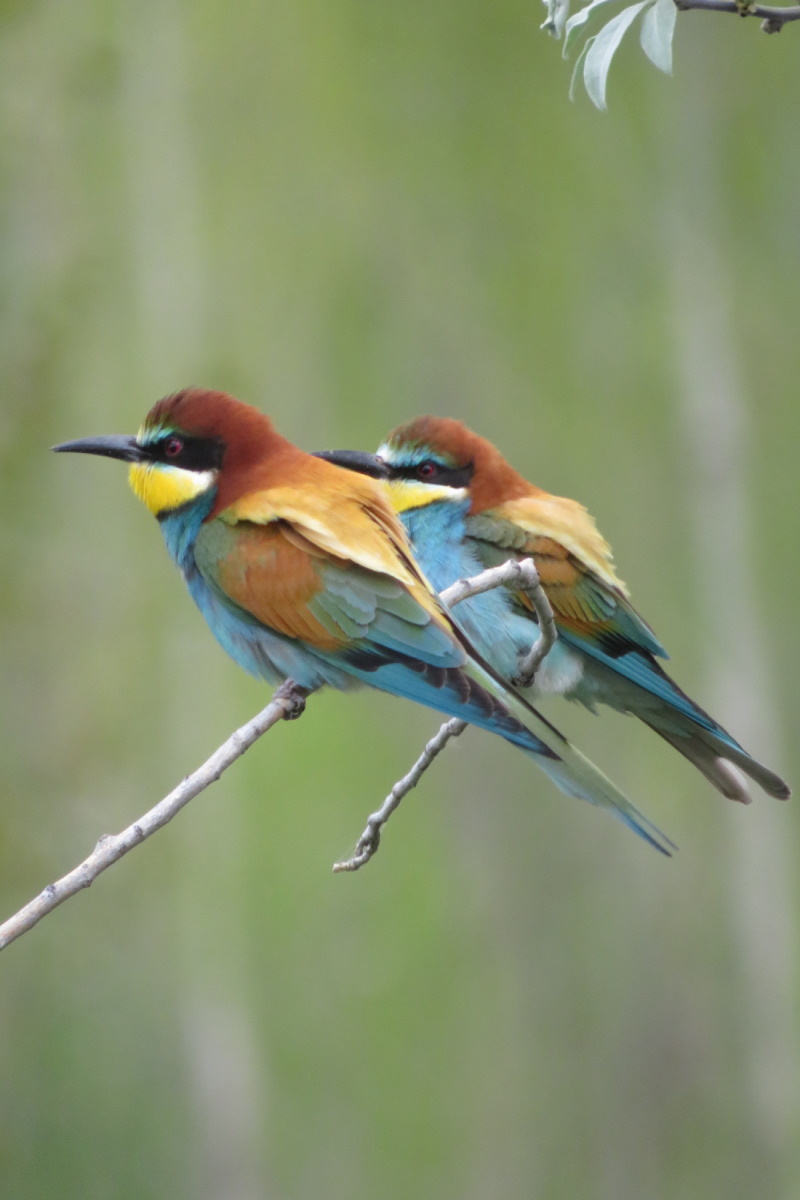 European Bee-eater