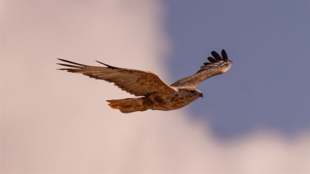 Long-legged Buzzard