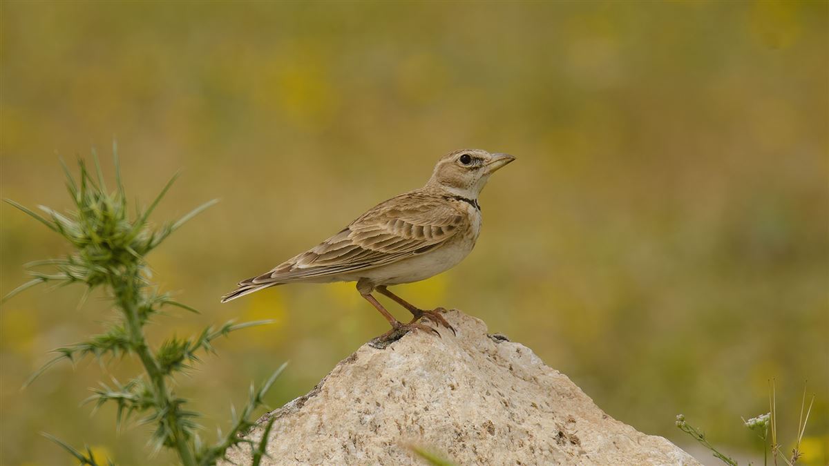 Calandra Lark