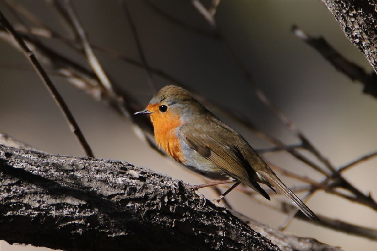 European Robin