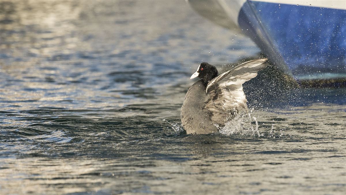 Eurasian Coot