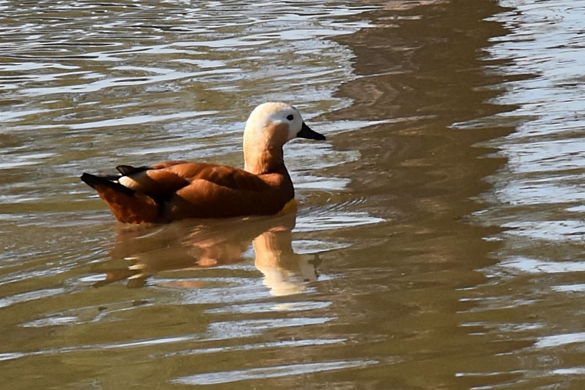Ruddy Shelduck