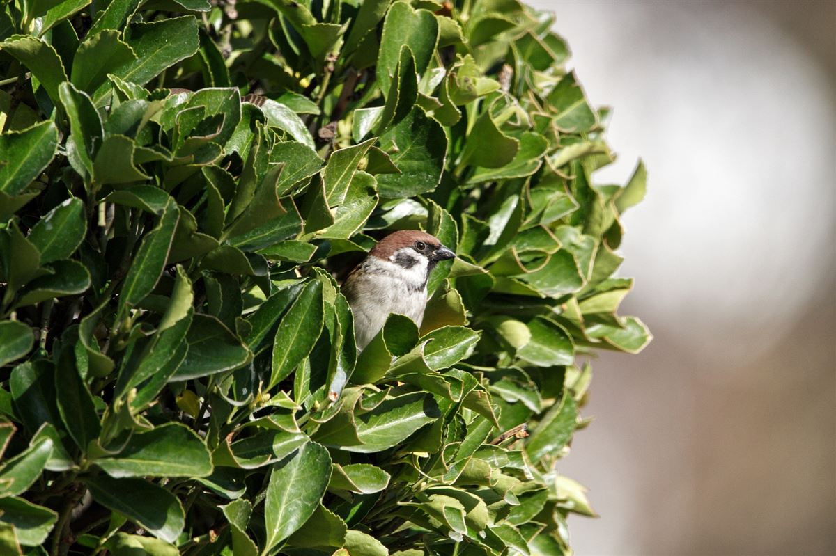 Eurasian Tree Sparrow