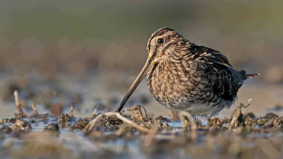 Common Snipe
