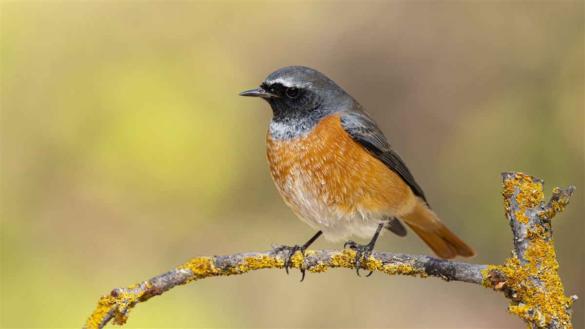 Common Redstart