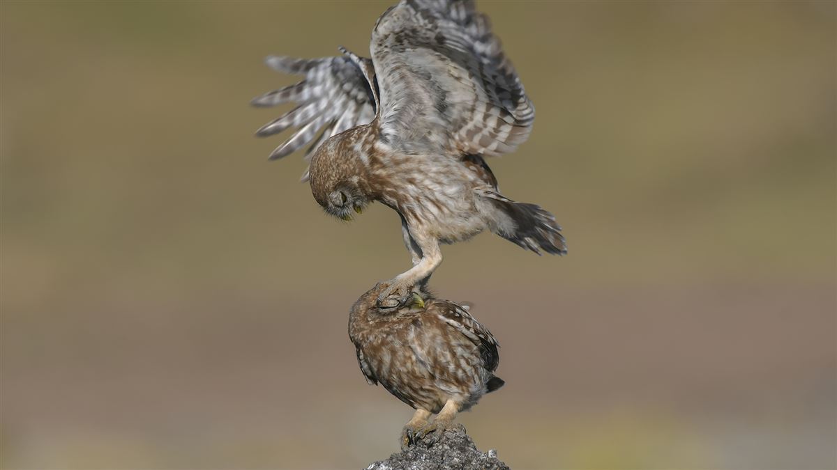 Little Owl