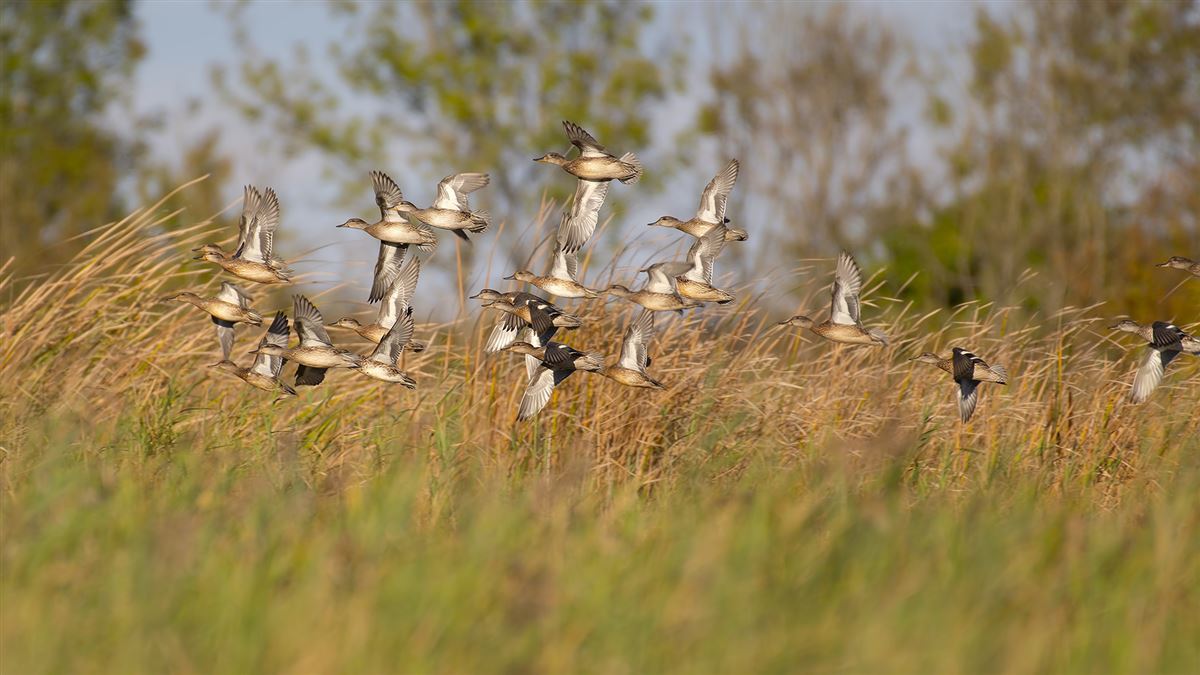 Eurasian Teal