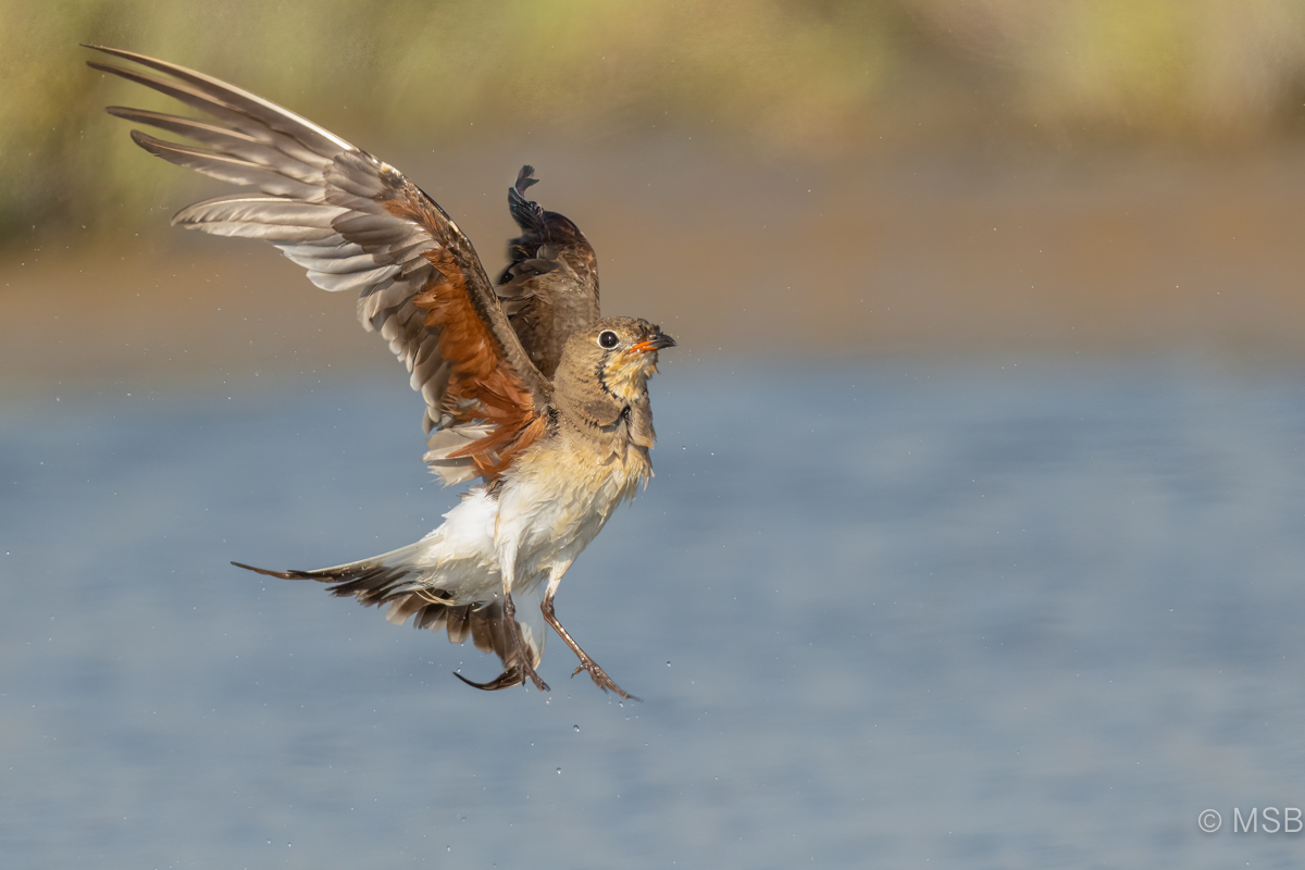 Collared Pratincole