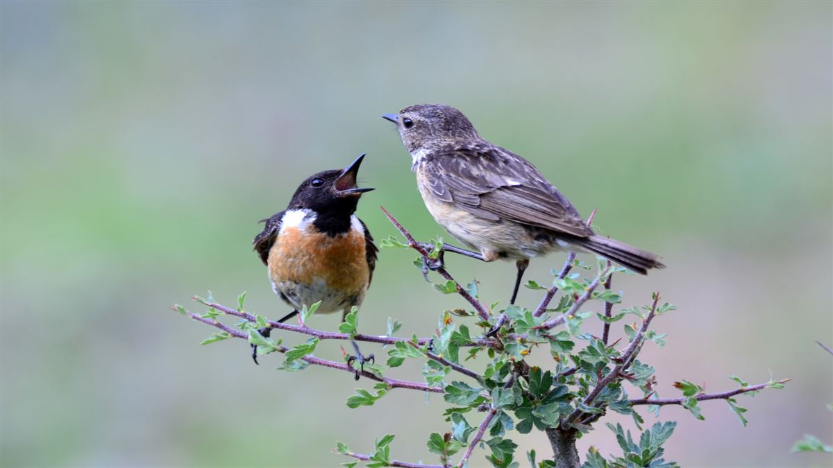 European Stonechat