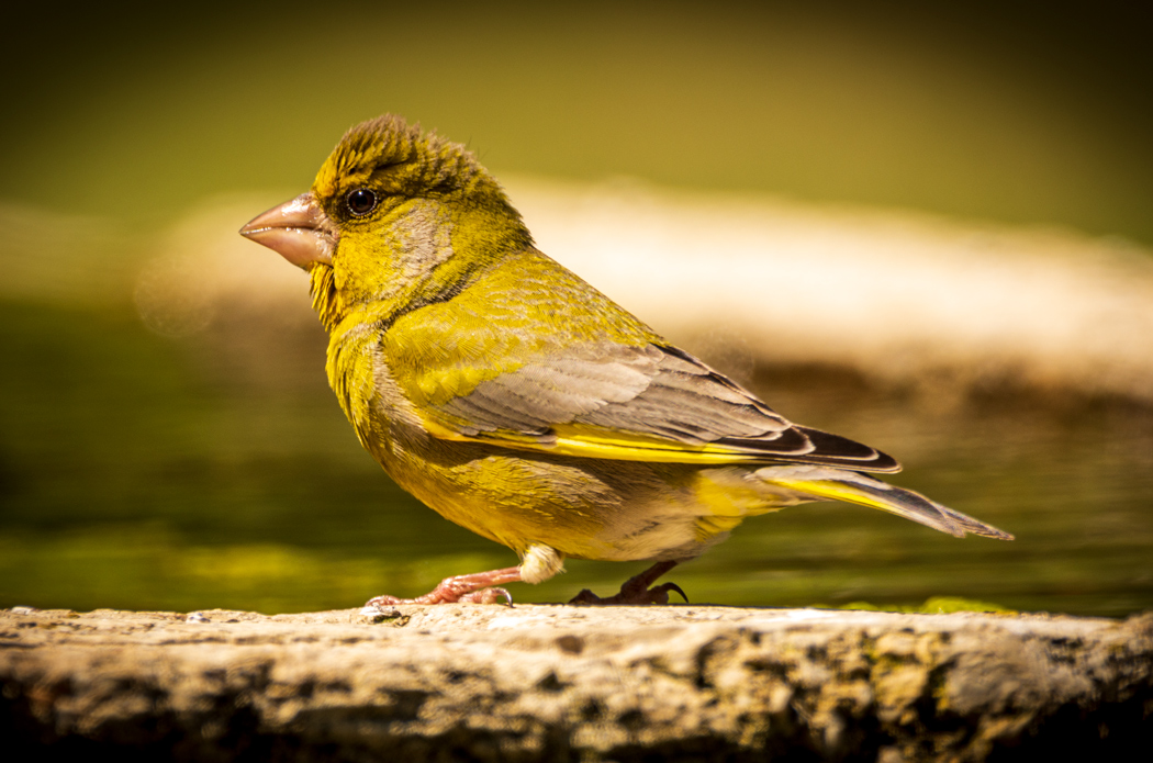 European Greenfinch