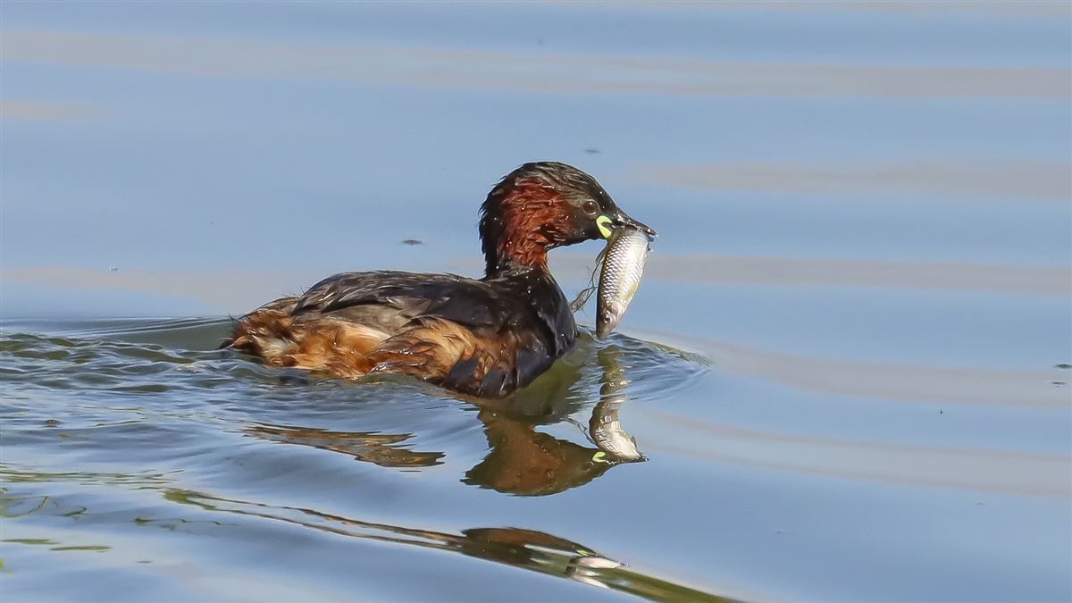 Little Grebe