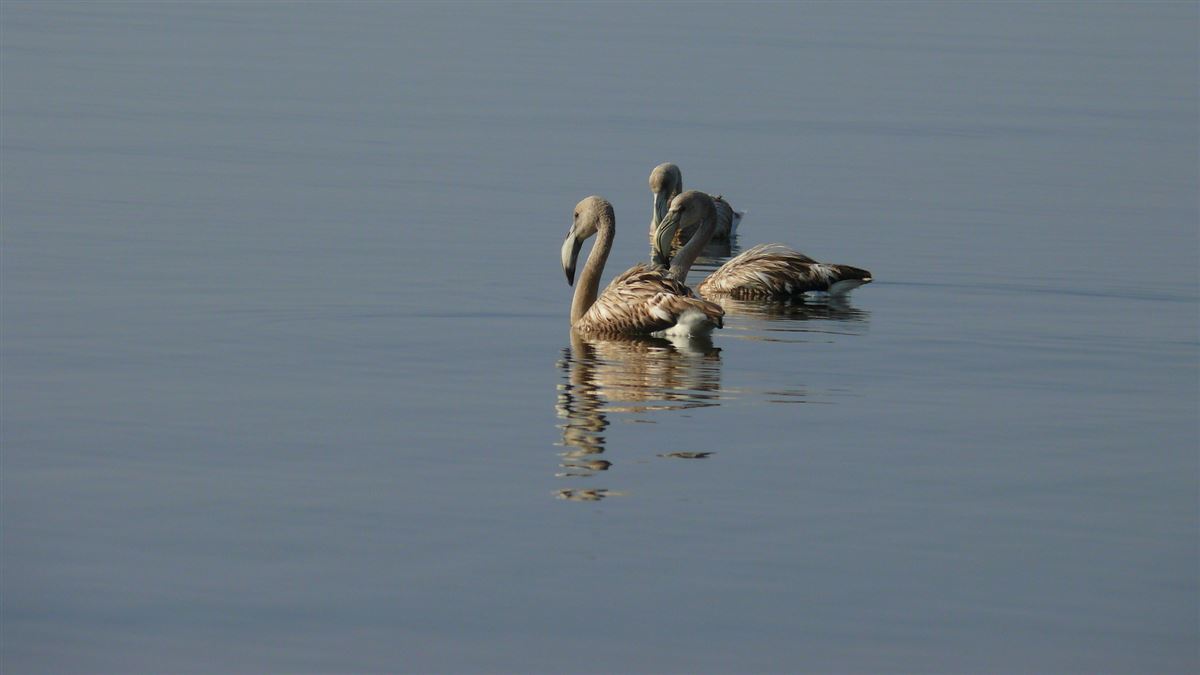 Greater Flamingo