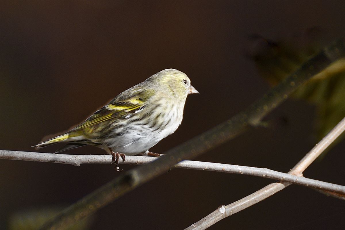 Eurasian Siskin
