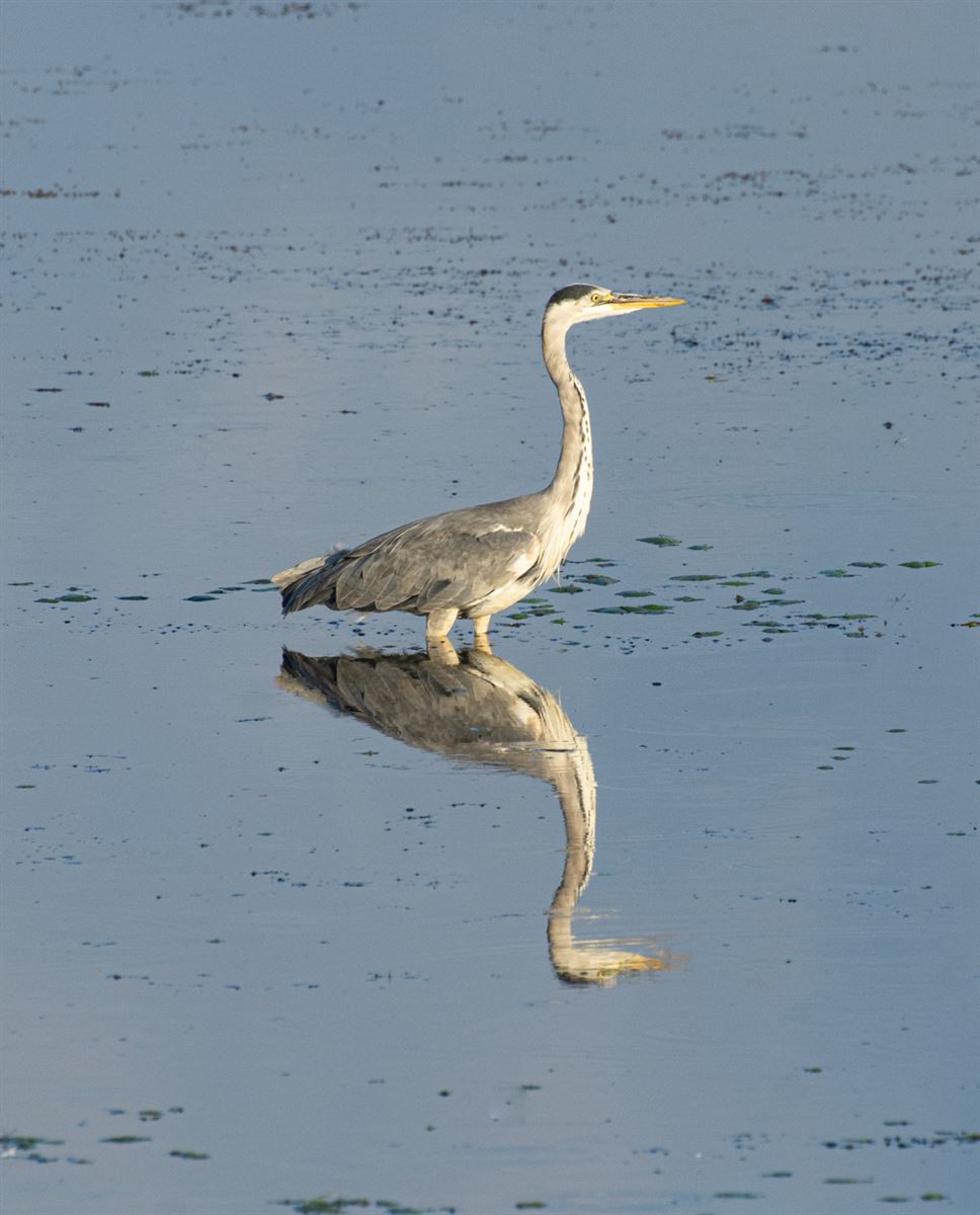 Grey Heron