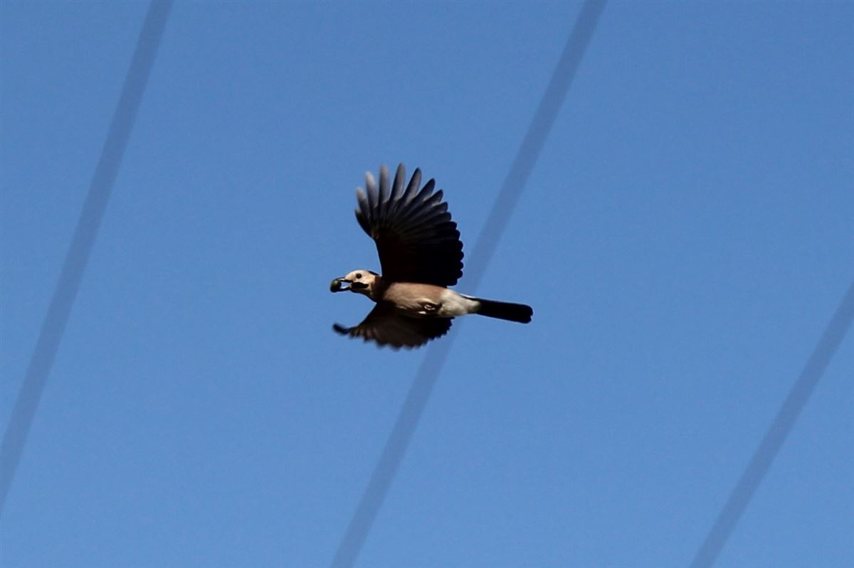 Eurasian Jay