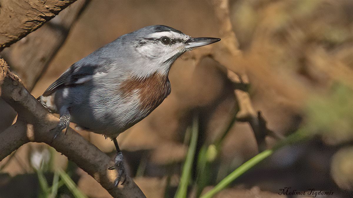 Krüper`s Nuthatch